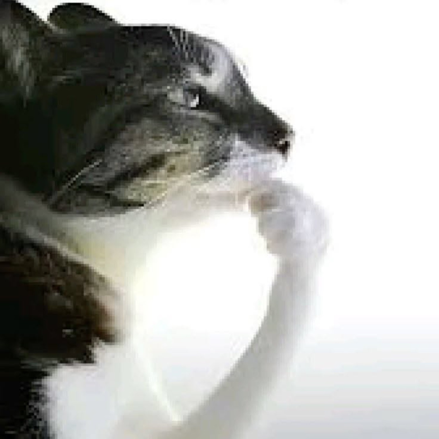 Black and white cat in profile raising its paw to its chin in a thoughtful pose