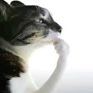 Black and white cat in profile raising its paw to its chin in a thoughtful pose