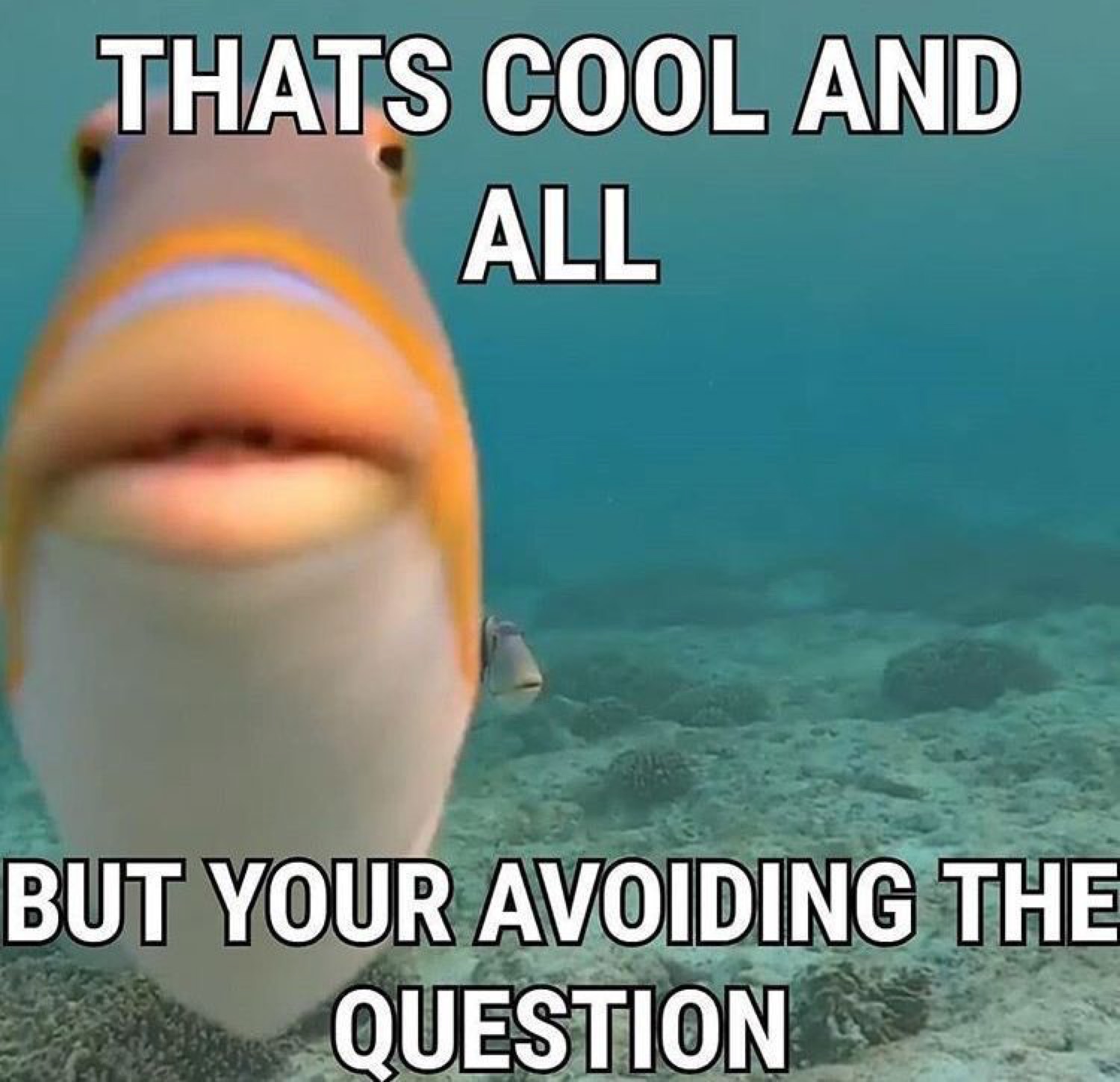 Close-up staring fish captioned 'THATS COOL AND ALL BUT YOUR AVOIDING THE QUESTION'