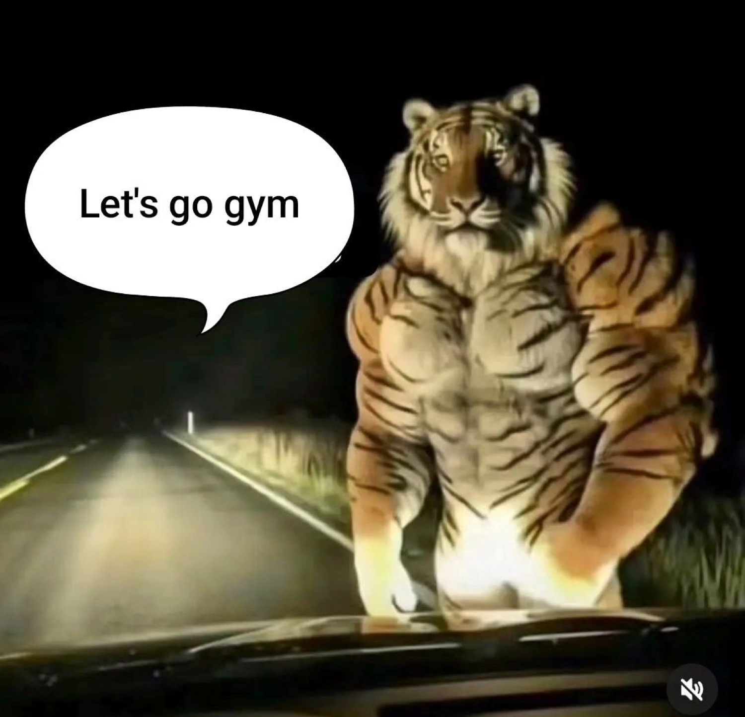 Buff tiger standing upright on a road at night: 'Let's go gym'