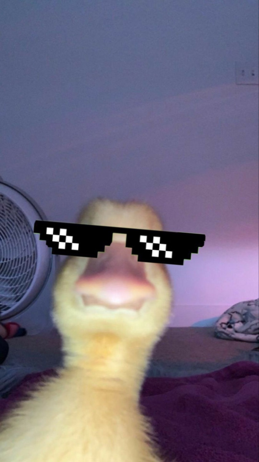 Duck with pixel sunglasses