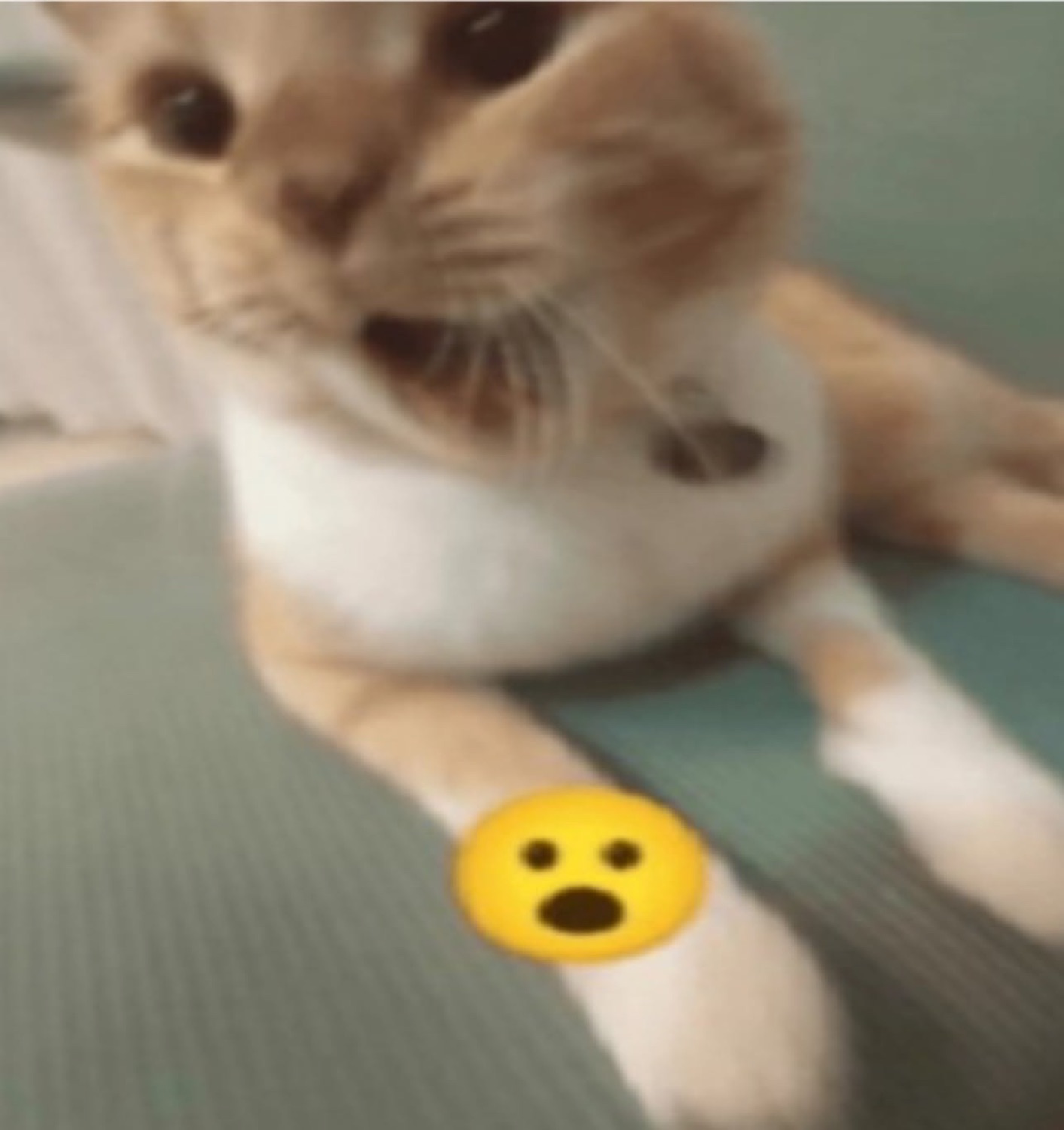 Orange tabby cat looming close to the camera with a shocked emoji covering its belly
