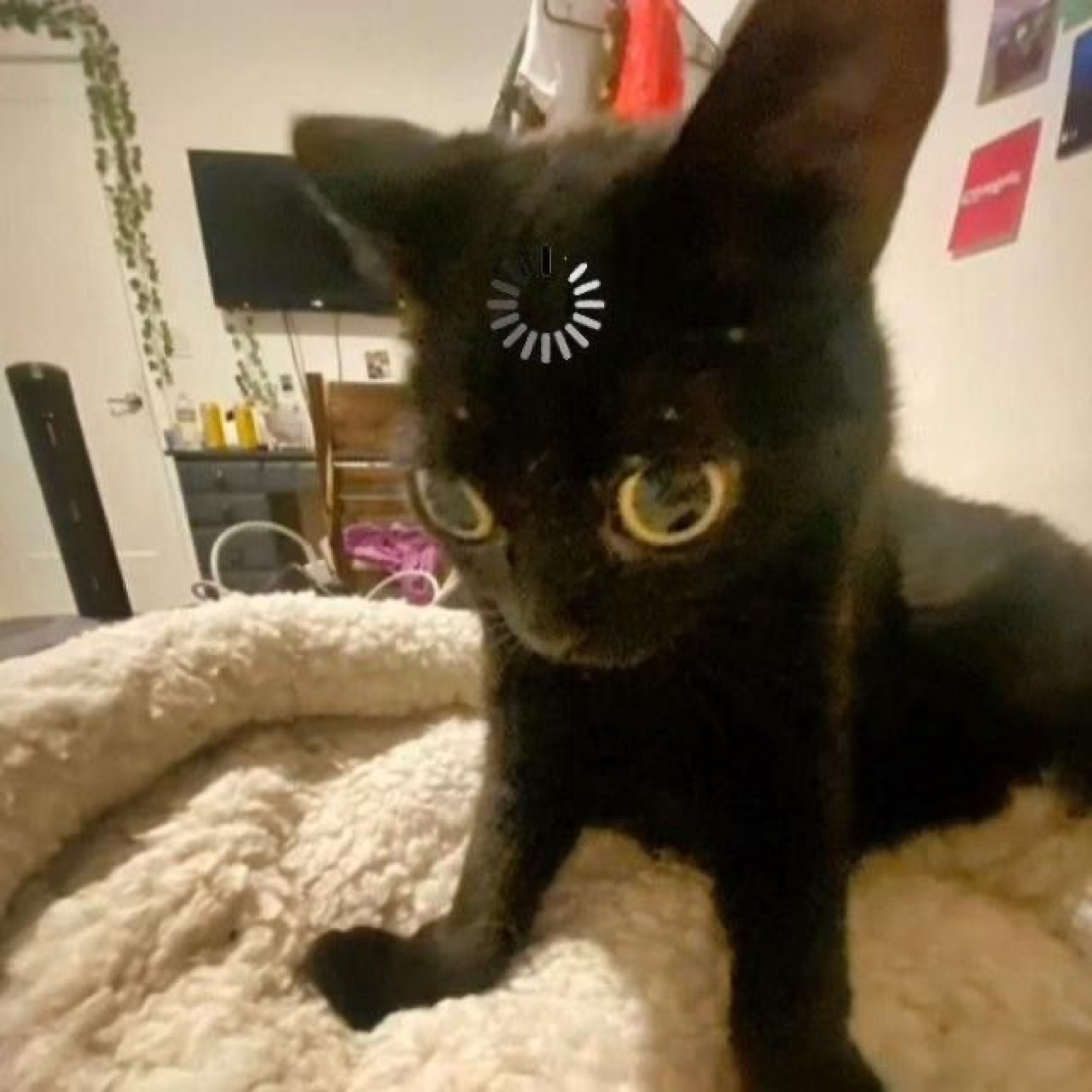 Black kitten in a fluffy bed with huge yellow eyes locked in a wide, startled stare