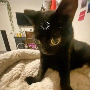 Black kitten in a fluffy bed with huge yellow eyes locked in a wide, startled stare