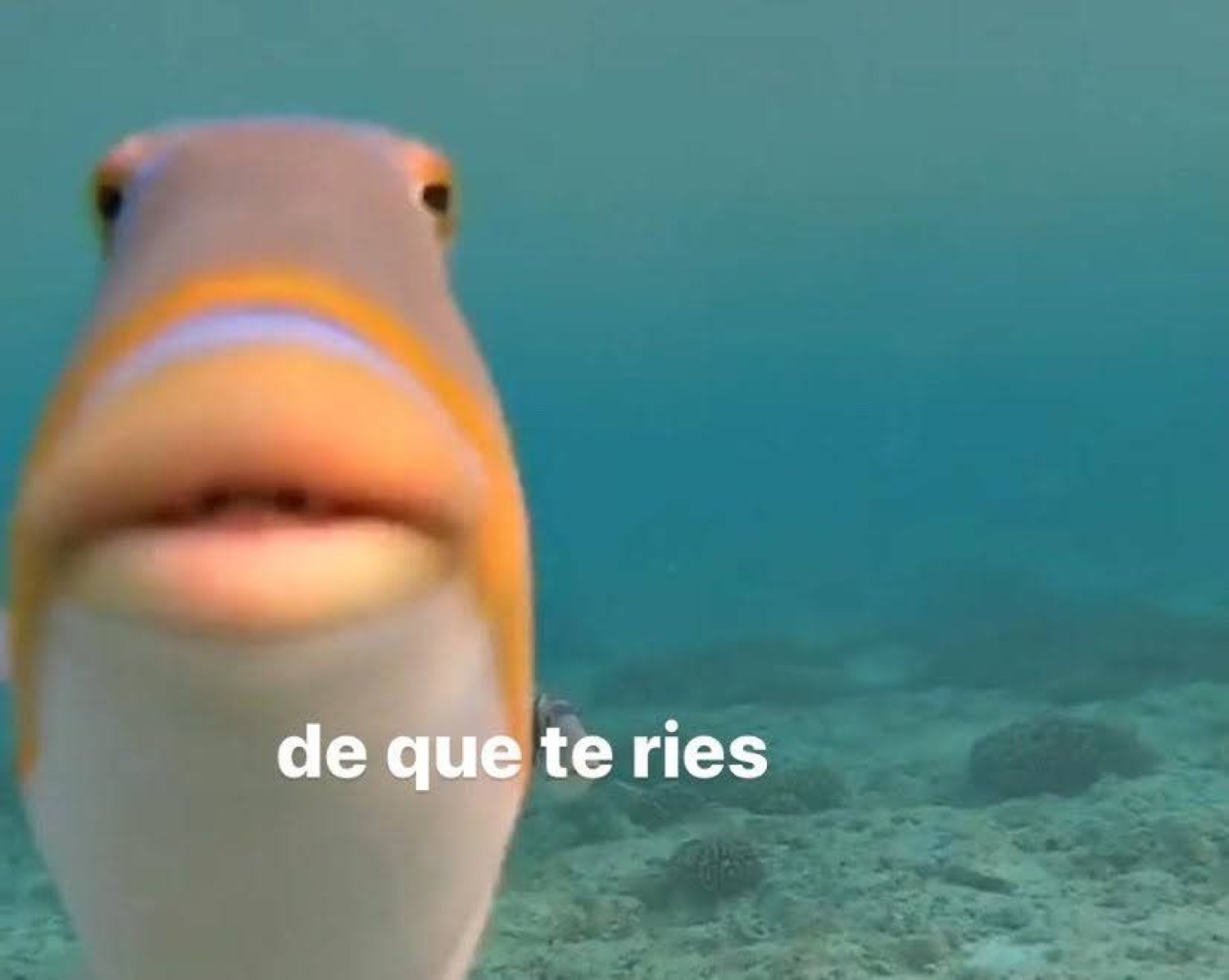 Fish staring dead into the camera underwater captioned 'de que te ries'