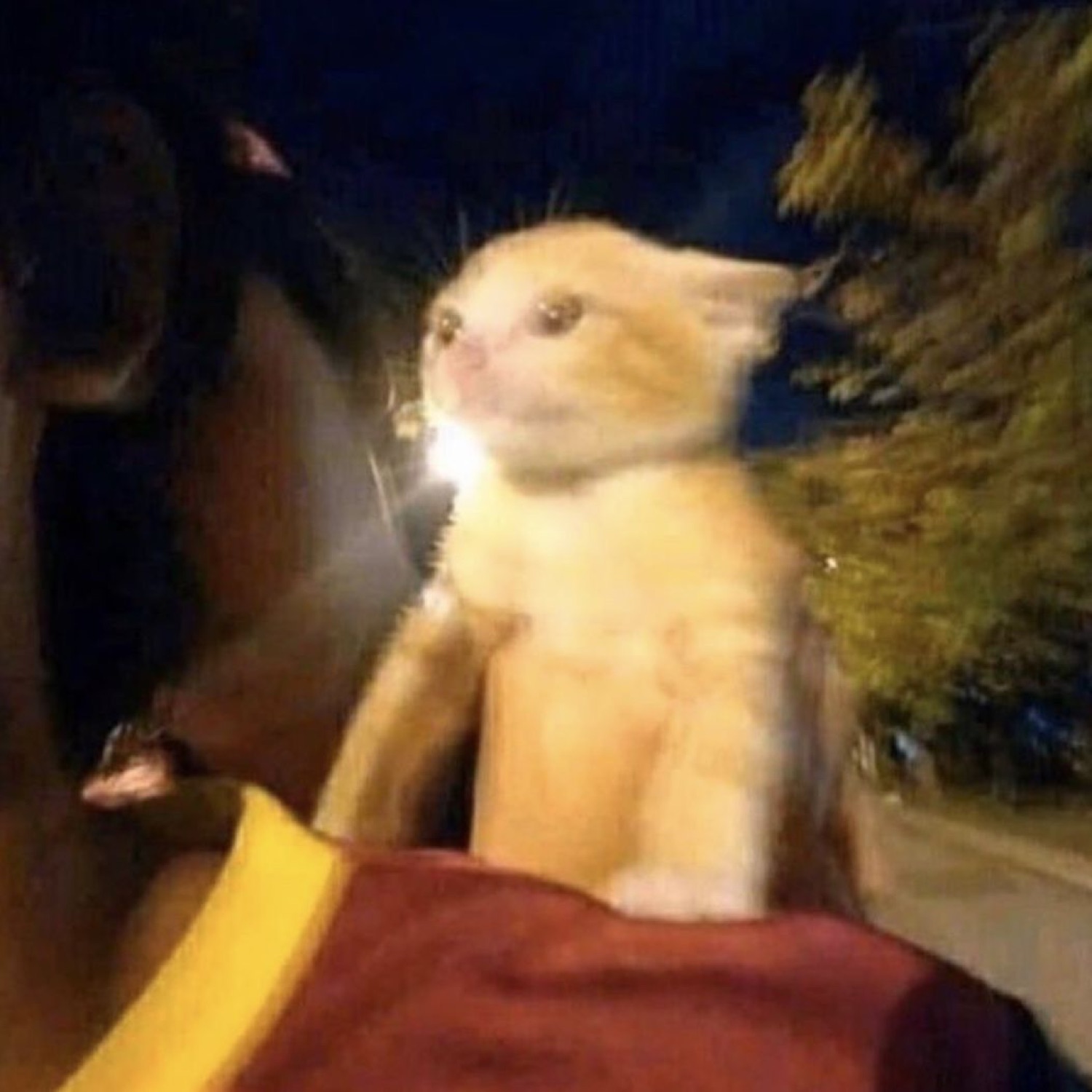 Tiny orange kitten held up at night wearing a distinctly unimpressed face