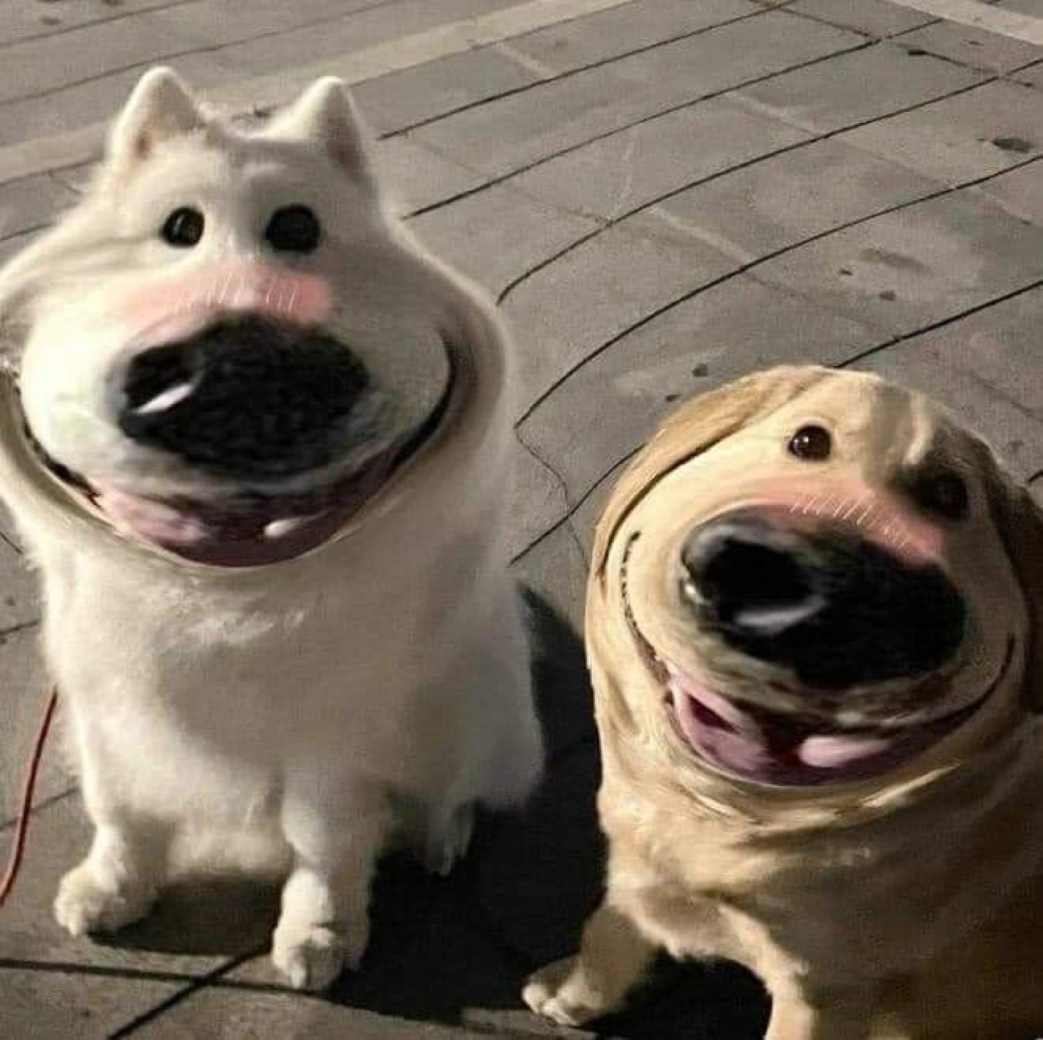 Two dogs with hilariously distorted fisheye faces grinning right at the camera