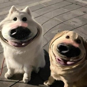 Two dogs with hilariously distorted fisheye faces grinning right at the camera