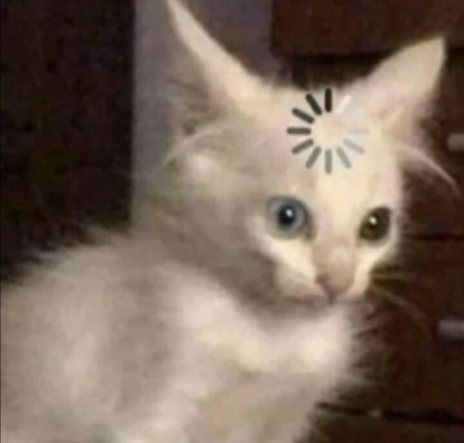 Fluffy white kitten with a loading spinner on its forehead, still processing
