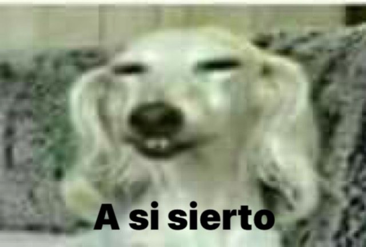 Long-haired dog grinning with caption 'A si sierto' - extremely agreeable