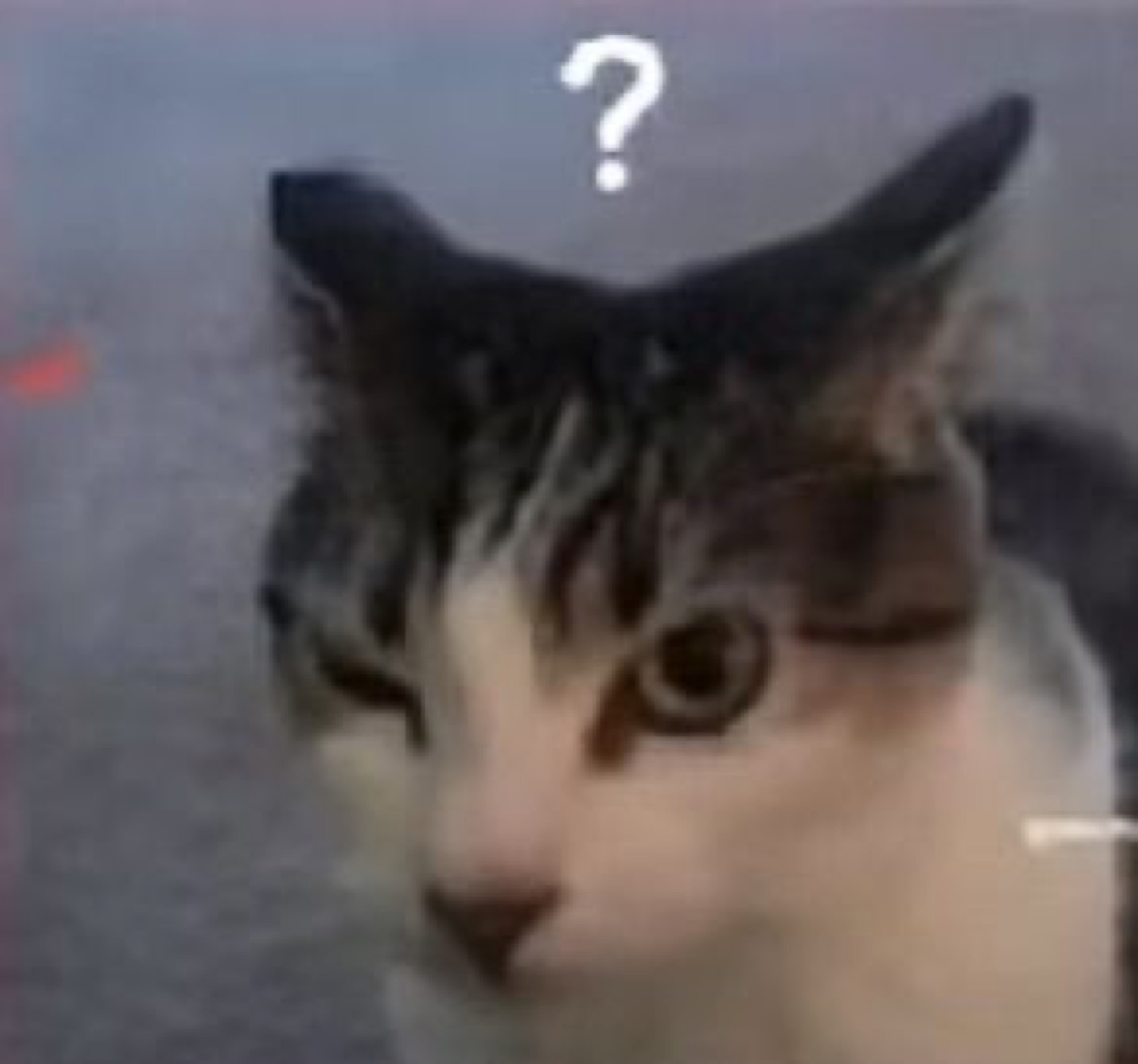 Tabby cat tilting its head with a question mark above it, utterly confused