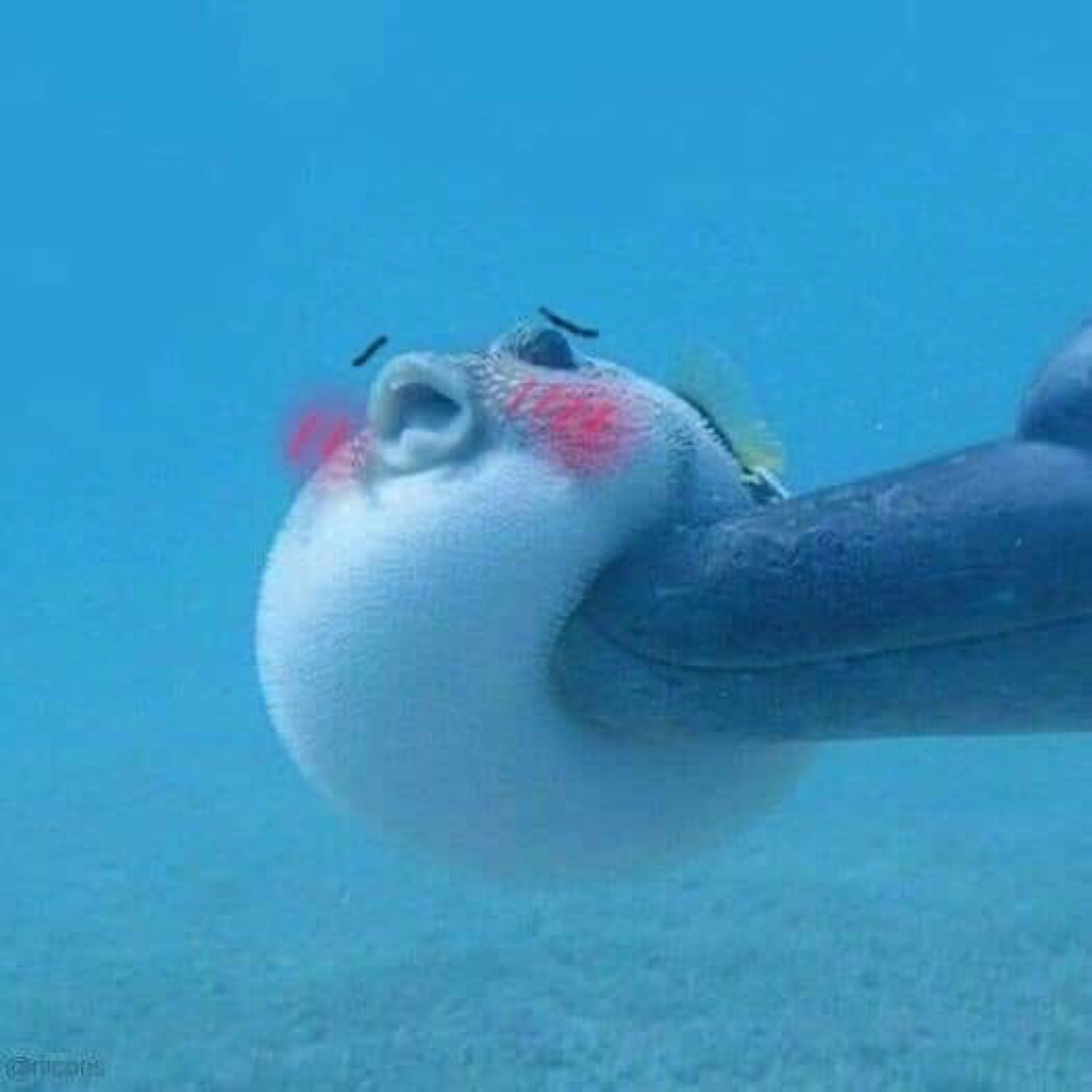 Pufferfish edited with cartoon blush marks and eyebrows looking unexpectedly cute underwater