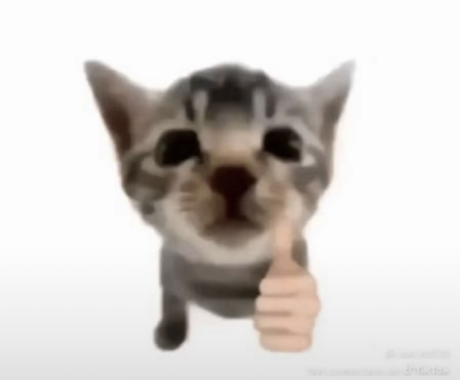 Grey tabby kitten giving a thumbs up