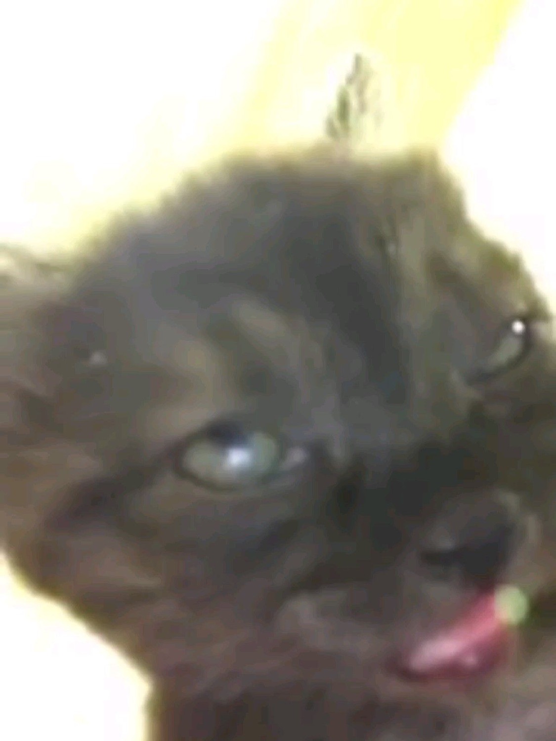 Blurry dark kitten with its tongue out mid-goofy face