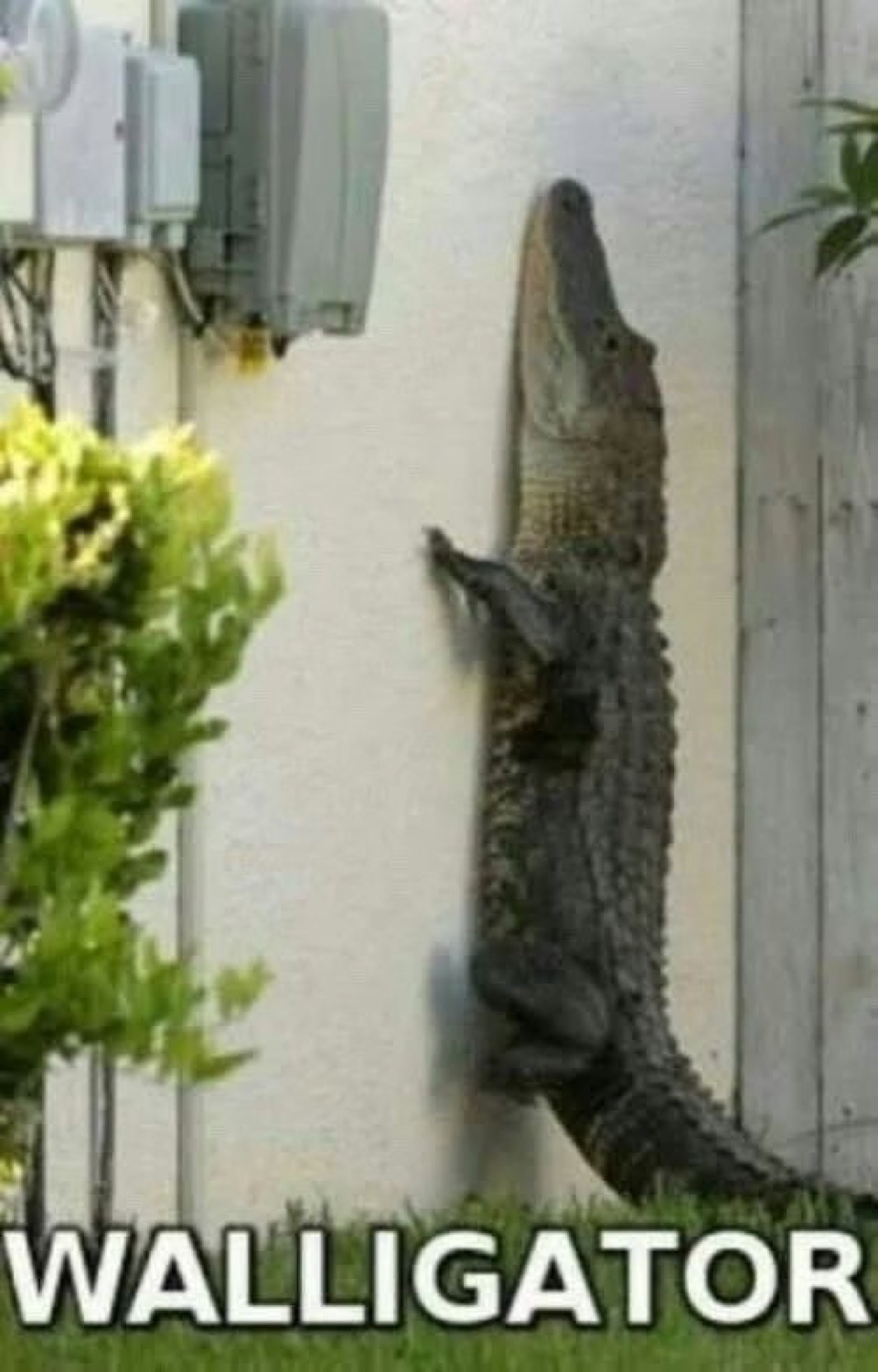 Alligator climbing straight up a house wall, captioned 'WALLIGATOR'