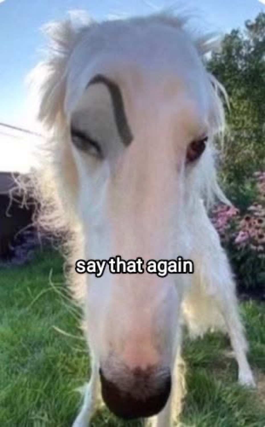 Weird long-faced dog close-up: 'say that again'