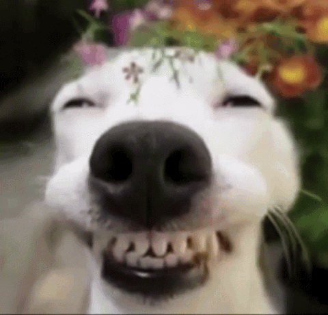 White dog in a flower crown flashing a huge toothy smile