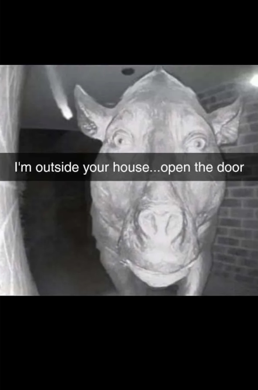 Night-vision cow face pressed to the camera under 'I'm outside your house...open the door'