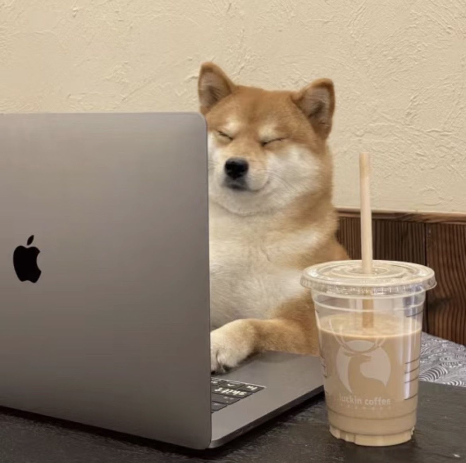 Shiba Inu sitting at a laptop with an iced coffee, eyes shut