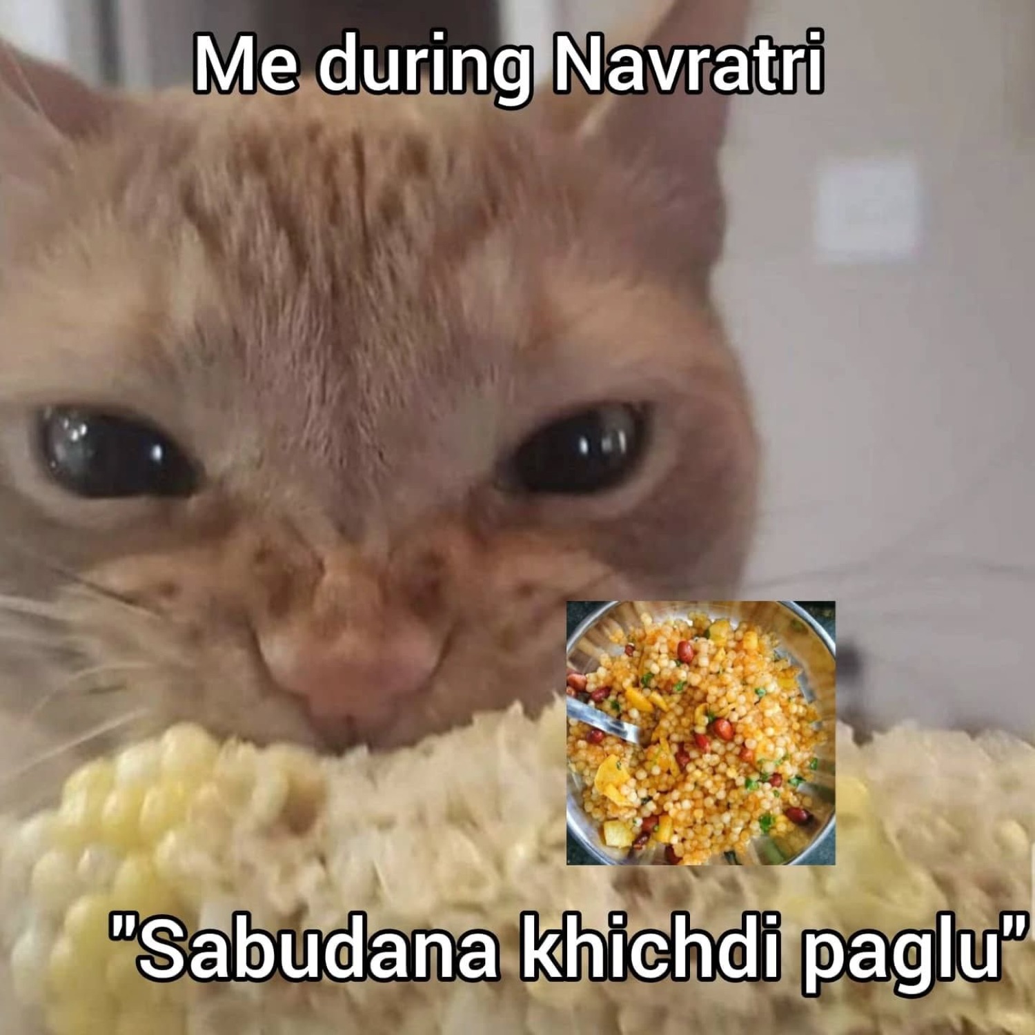 Cat chomping corn: 'Me during Navratri "Sabudana khichdi paglu"'