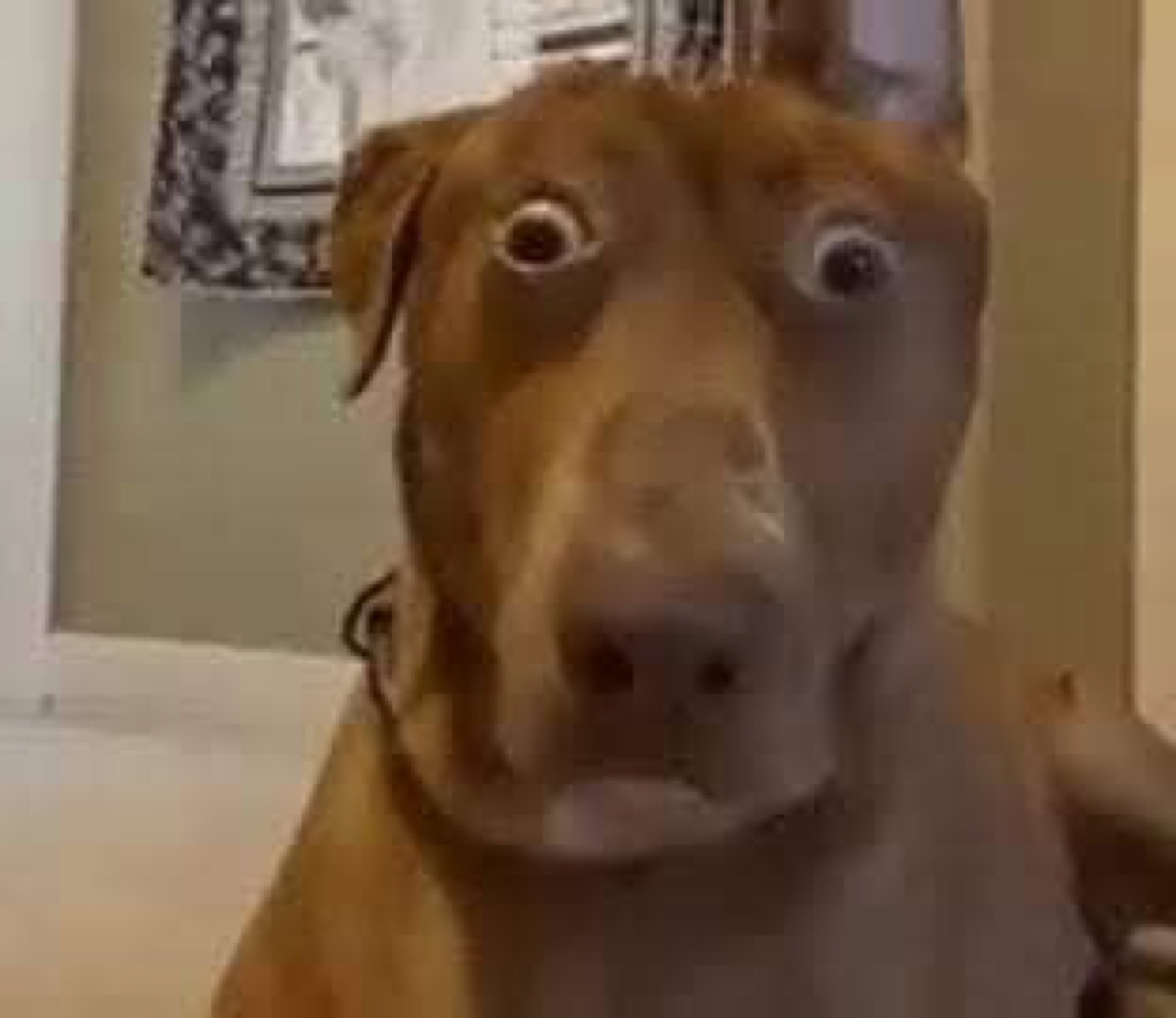 Brown dog with hugely bulging eyes caught in a total shocked stare