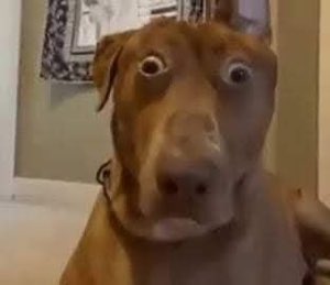 Brown dog with hugely bulging eyes caught in a total shocked stare