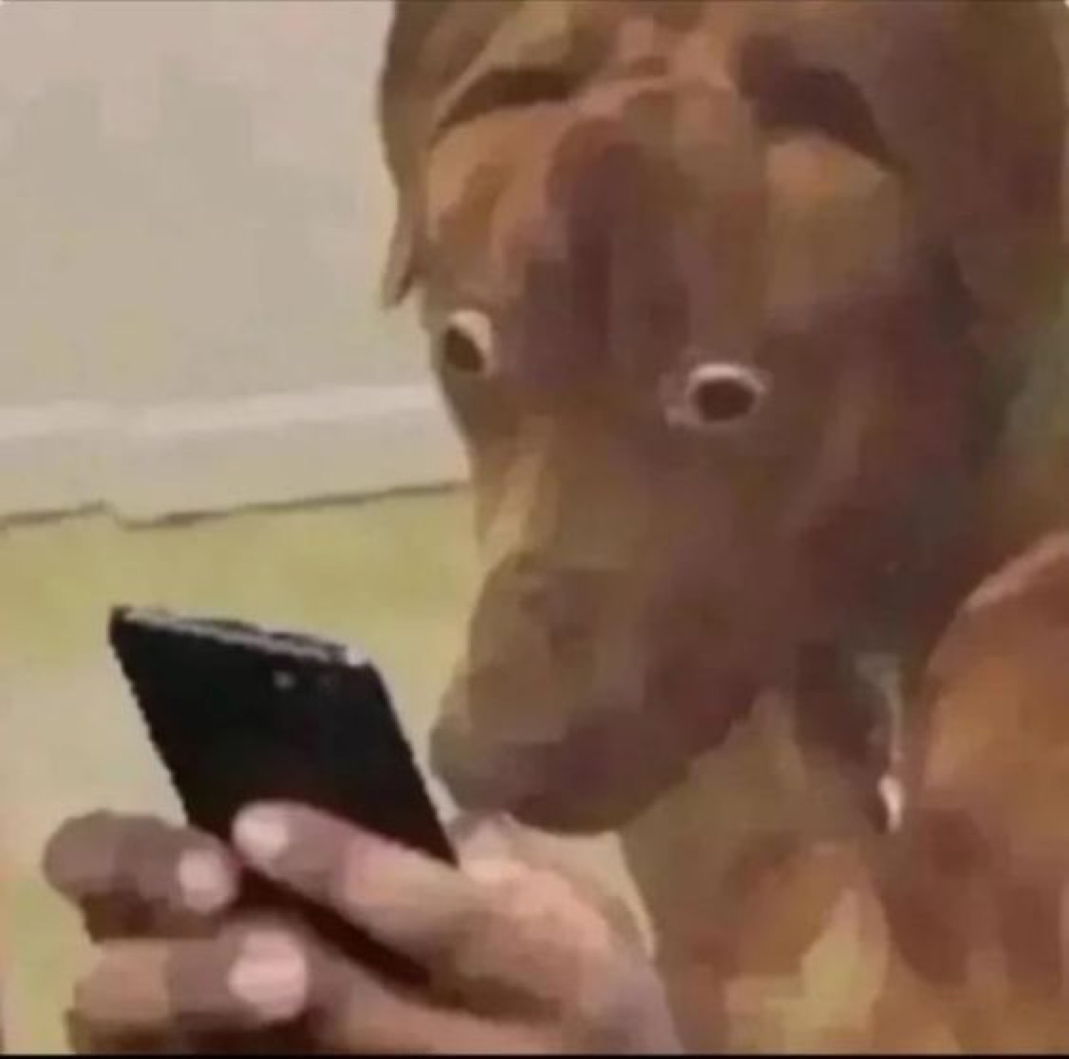 Wide-eyed dog staring at a phone screen in disbelief
