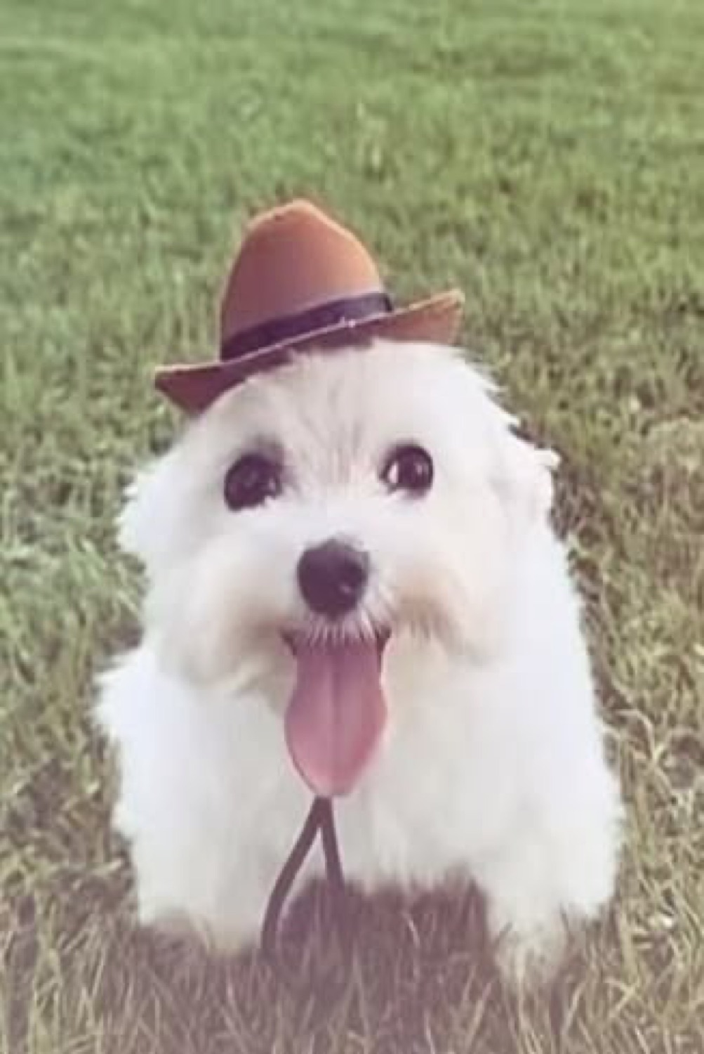 Fluffy white dog in a tiny cowboy hat sitting in the grass with its tongue out