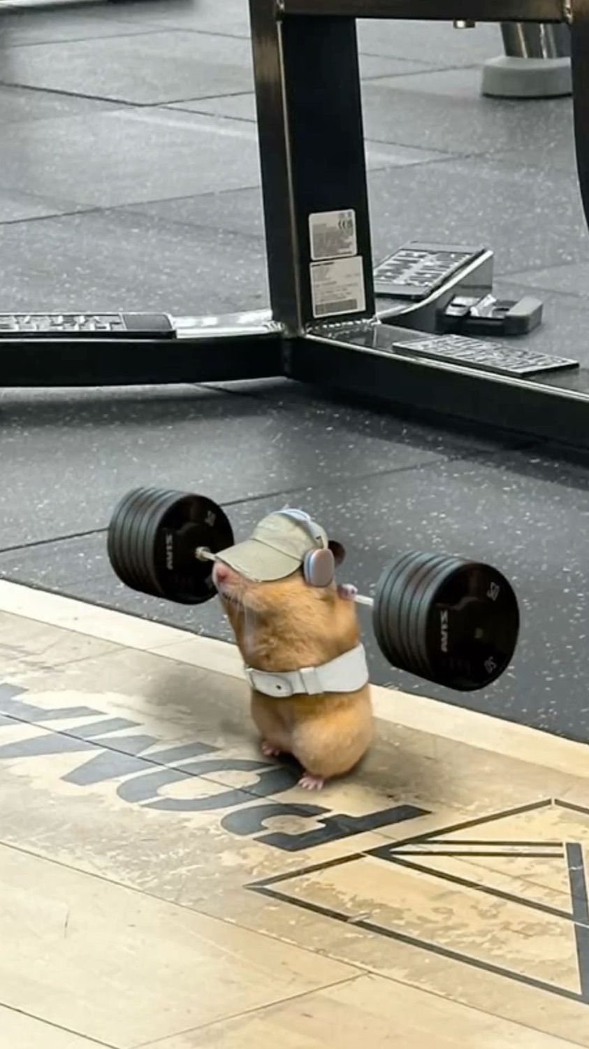 Hamster in a headband squatting a tiny barbell