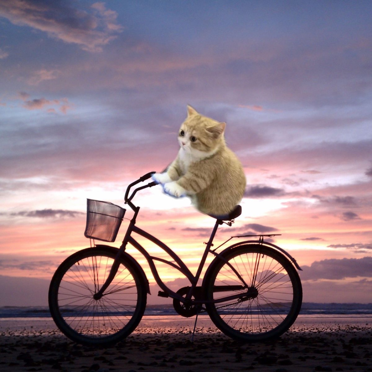 Kitten riding a cruiser bicycle in front of a sunset
