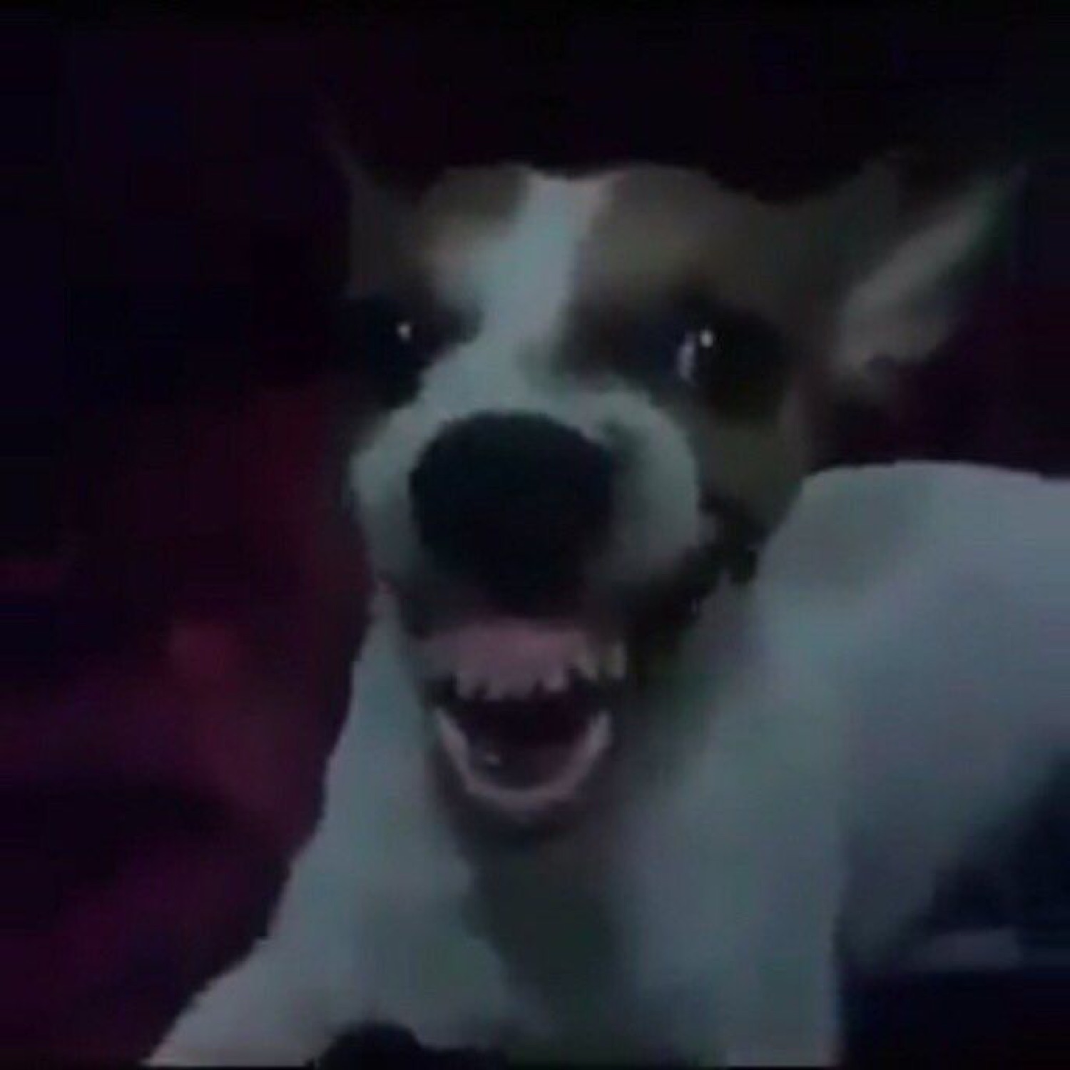 Small dog baring every tooth in a dim room, absolutely furious