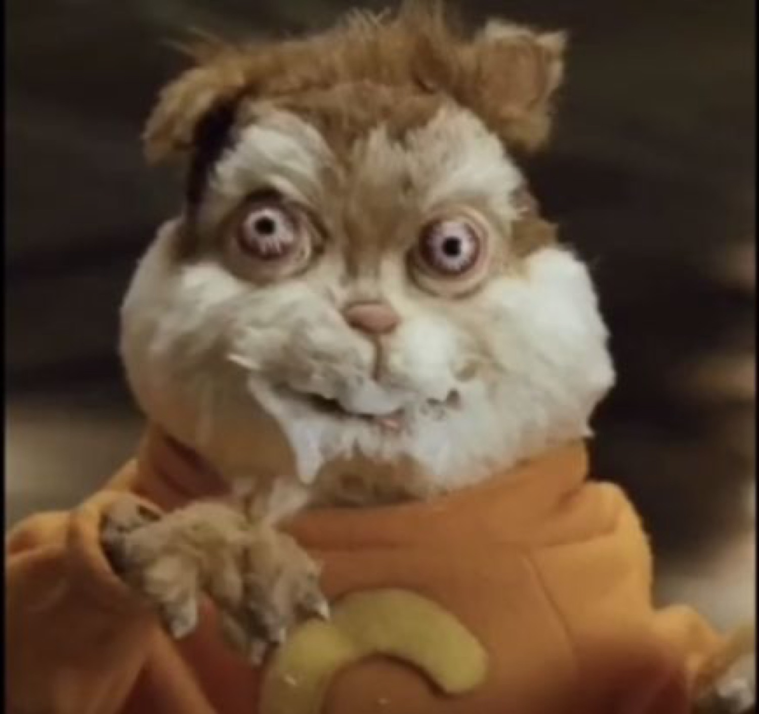 Uncanny puppet cat in an orange hoodie with bulging wide eyes and a frozen stare