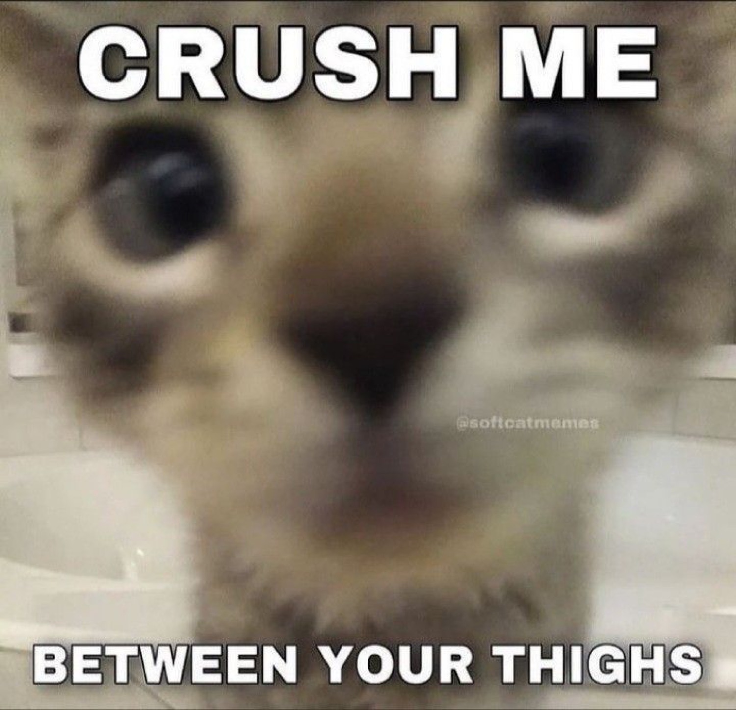 Blurry kitten staring dead ahead over 'CRUSH ME BETWEEN YOUR THIGHS'