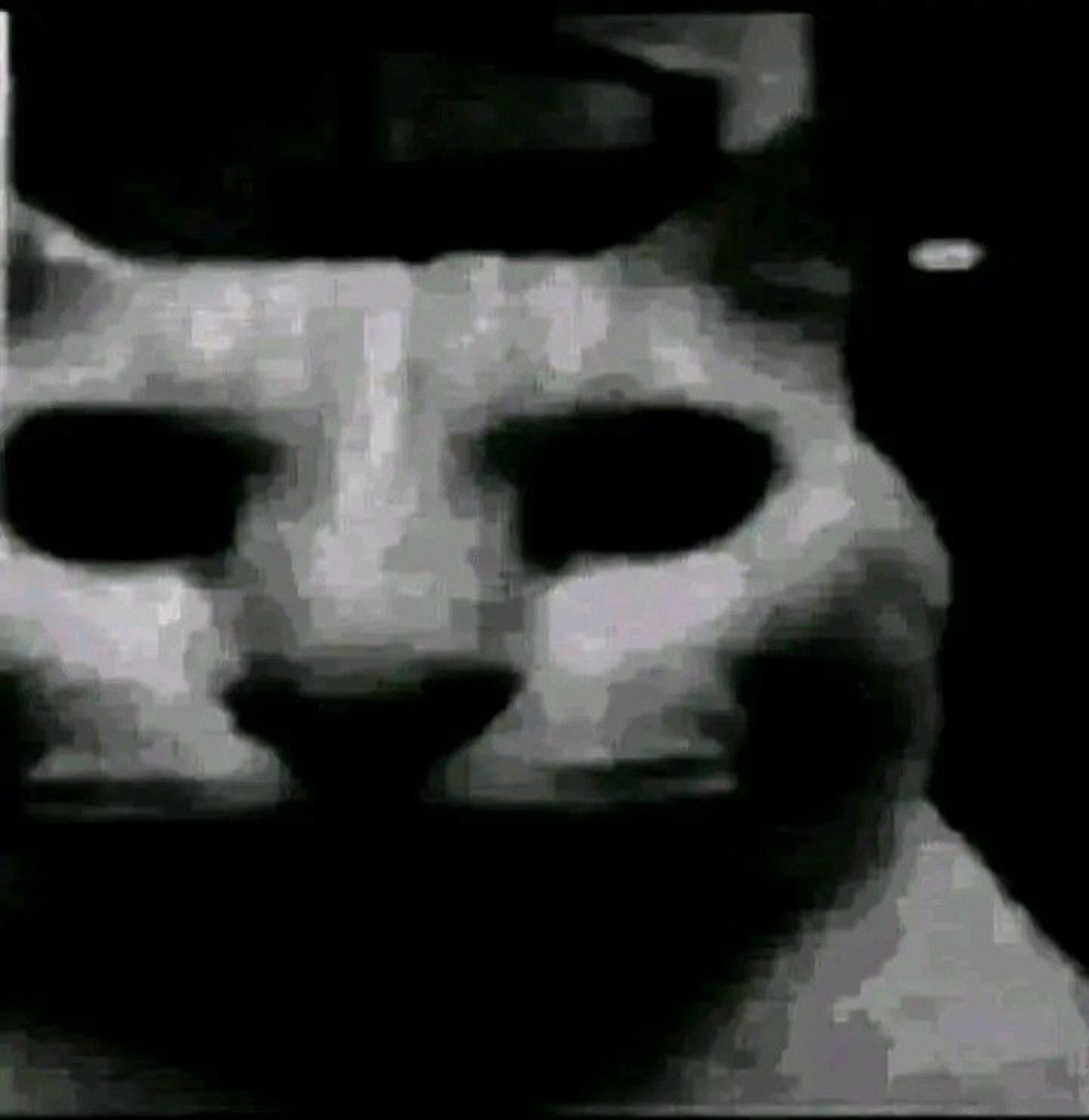 Grainy dark close-up of a cat's face with an unsettling blank stare
