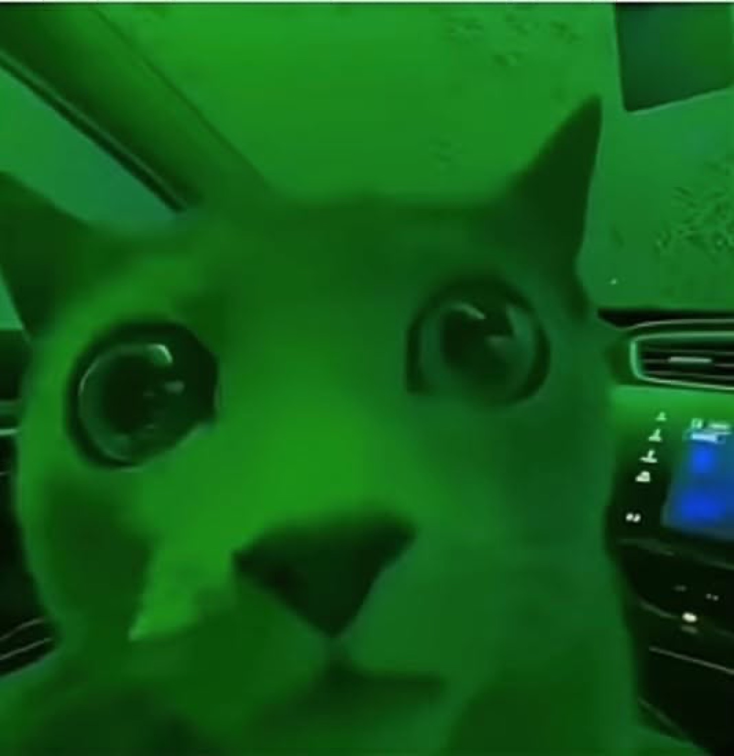 Cat inside a car bathed in eerie green light, staring wide-eyed into the camera