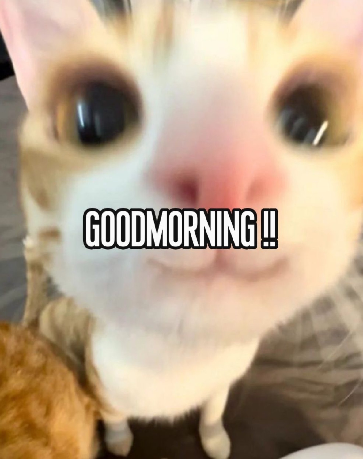 Wide-eyed cat close-up: 'GOODMORNING!!'
