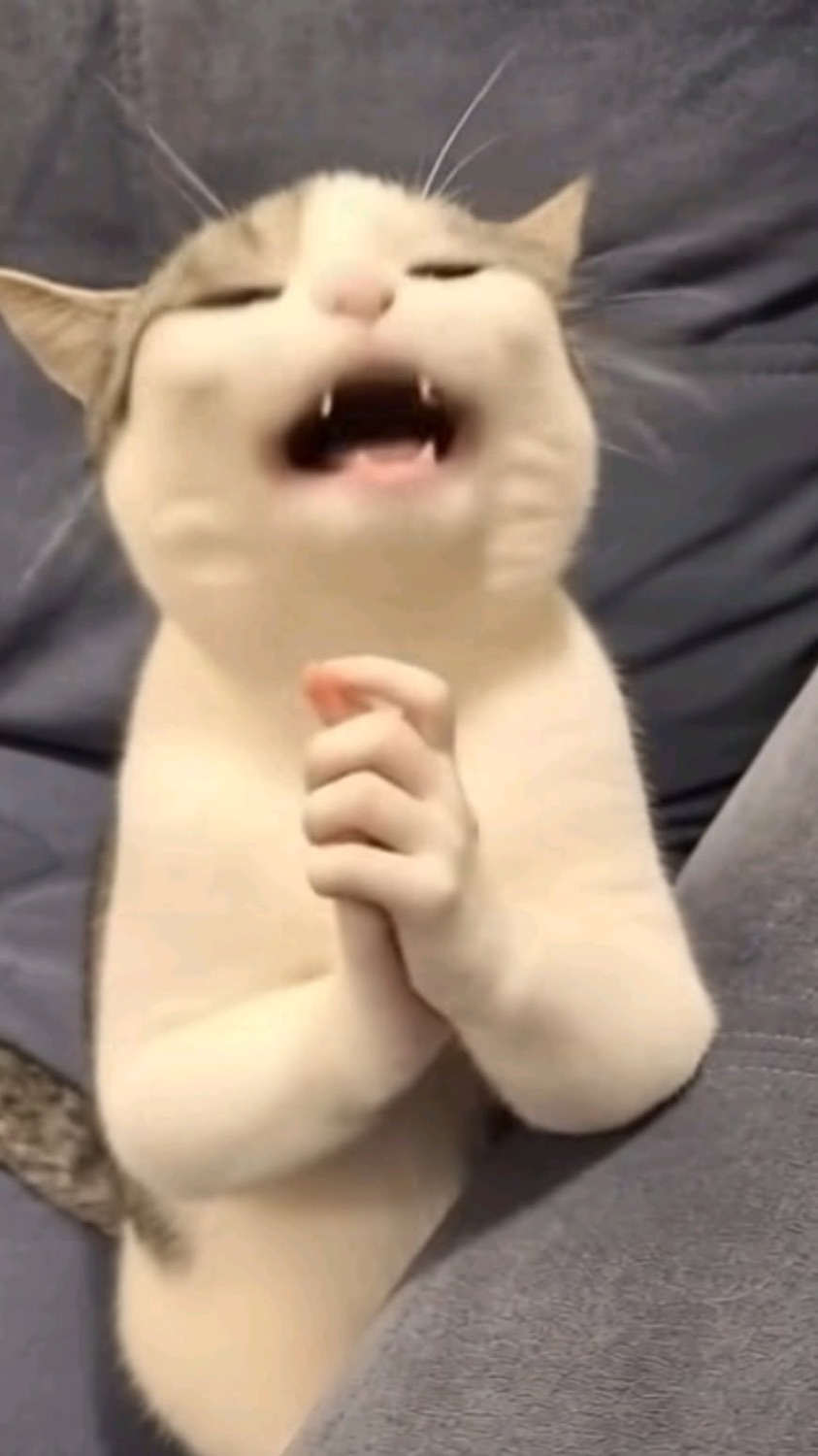 Cat sitting upright with paws clasped and mouth open as if wailing
