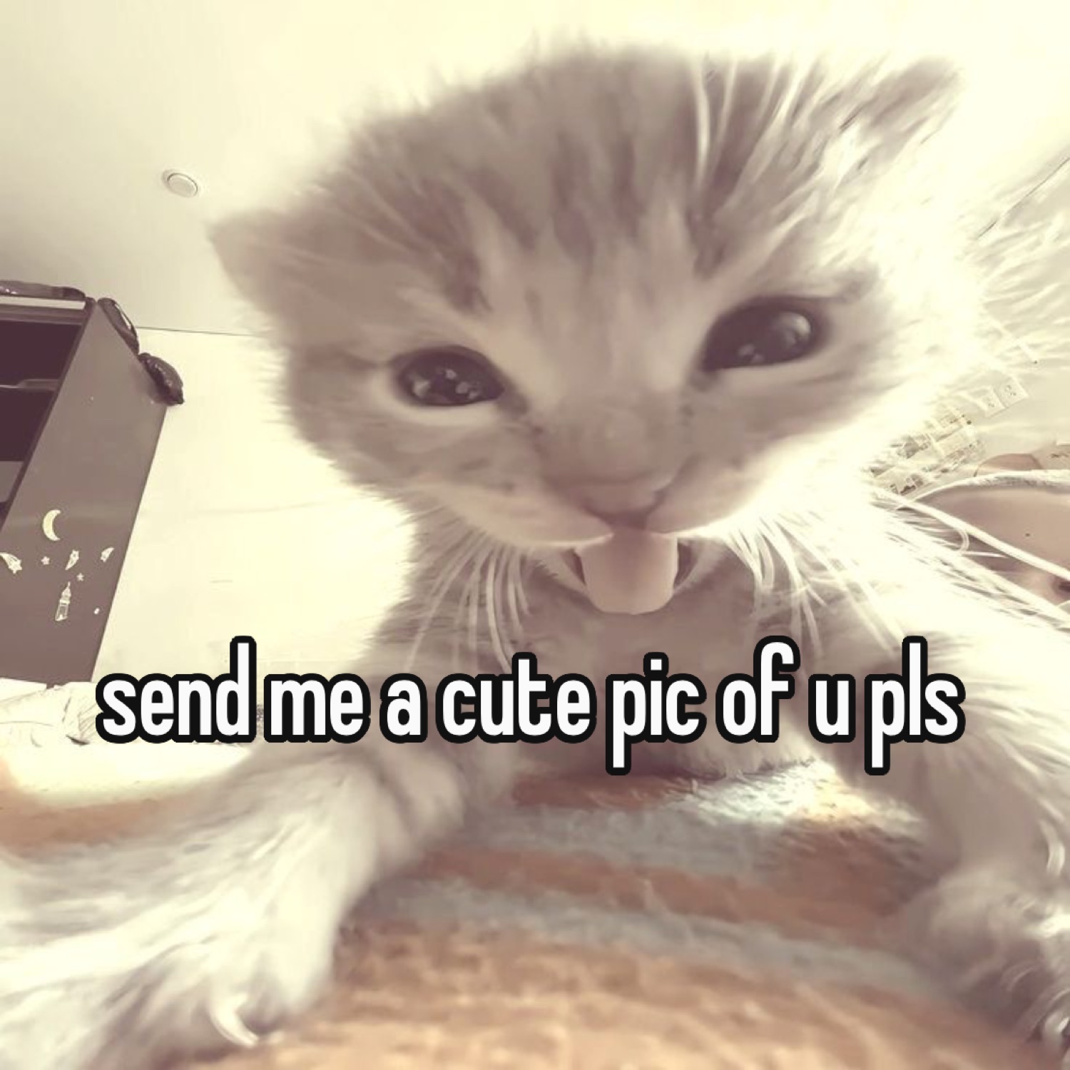 Kitten selfie with tongue out, captioned 'send me a cute pic of u pls'