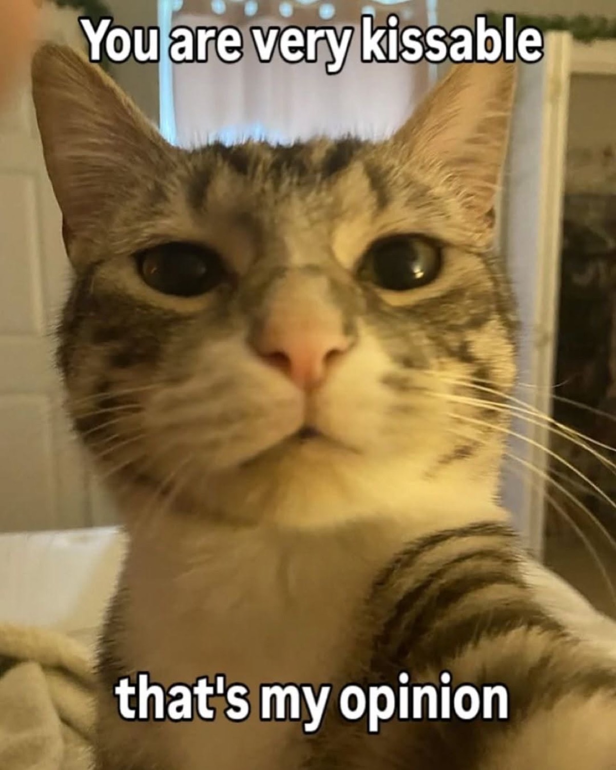 Tabby cat staring directly into the camera next to the text 'You are very kissable, that's my opinion'