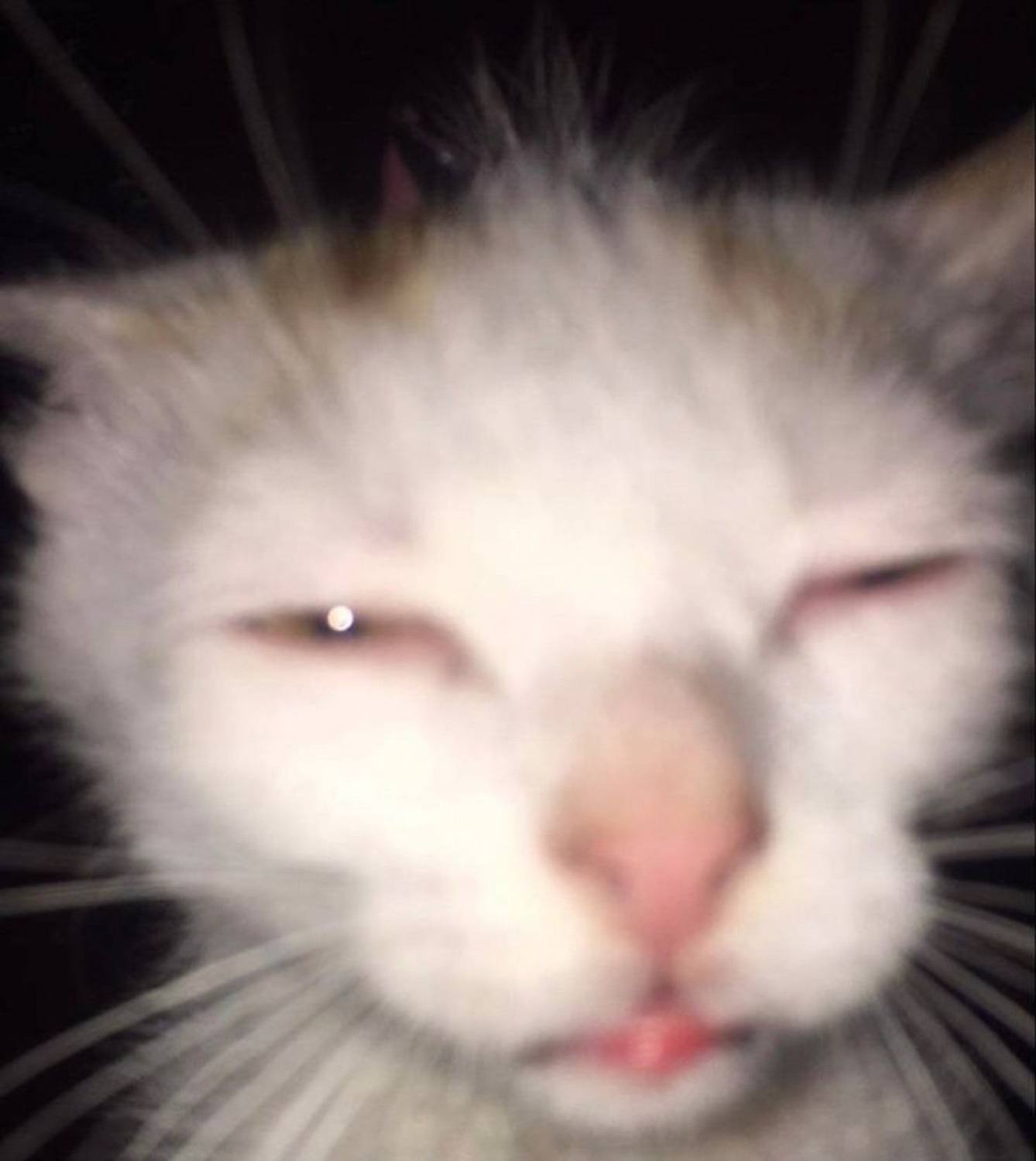 White cat with half-closed eyes looking deeply unimpressed in a blurry closeup
