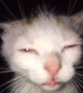 White cat with half-closed eyes looking deeply unimpressed in a blurry closeup