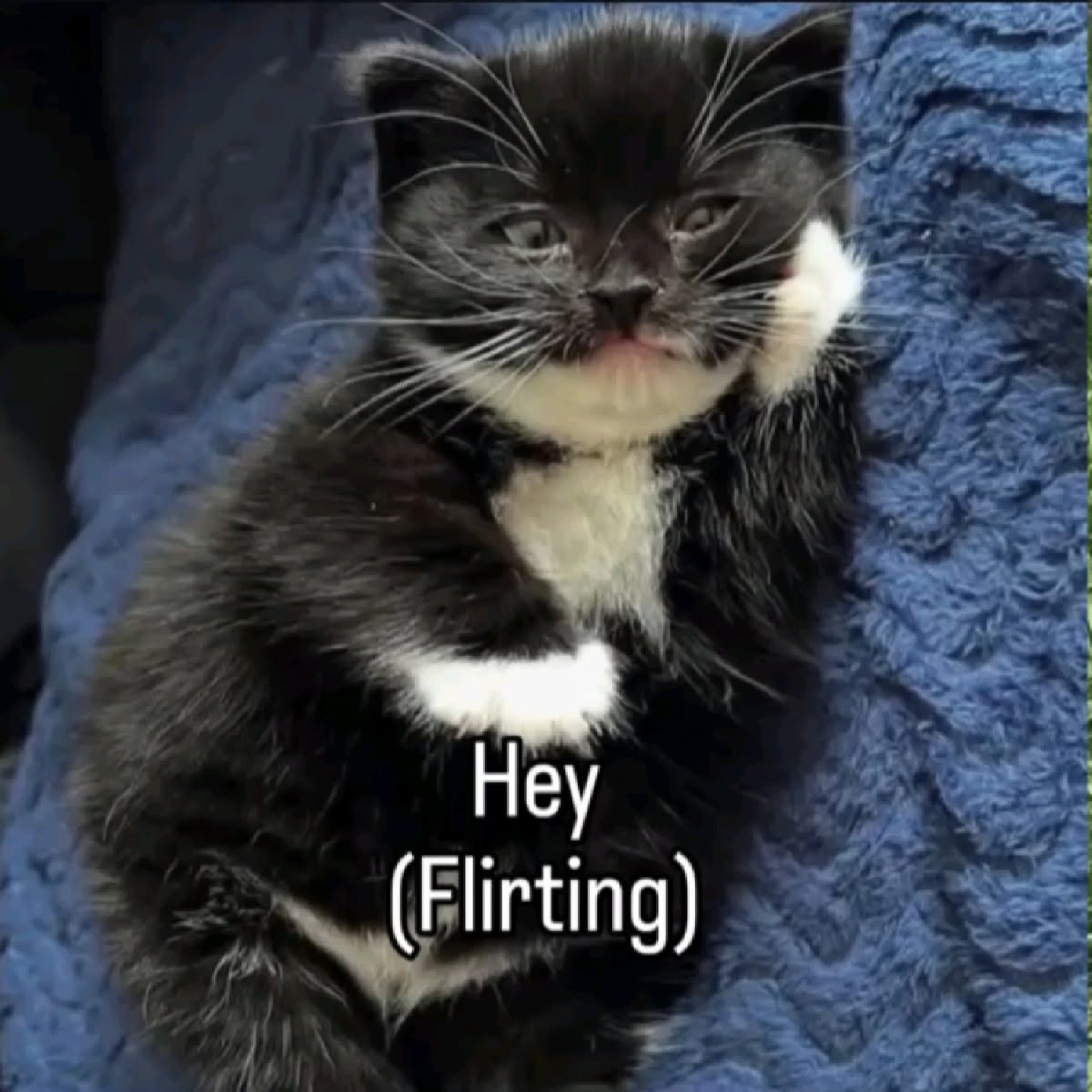 Tiny tuxedo kitten tilting its head with 'Hey (Flirting)' across it