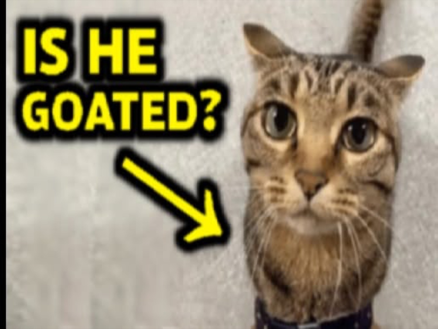 Tabby cat staring dead ahead under a yellow arrow asking 'IS HE GOATED?'