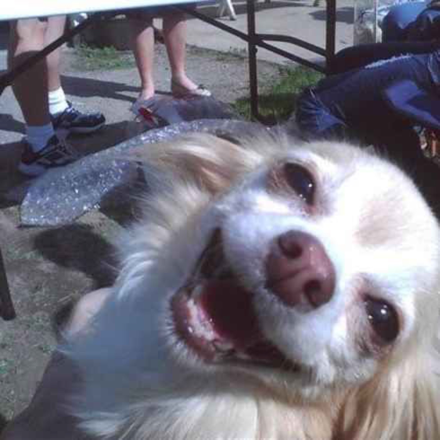 Fluffy little dog leaning into the camera with a wide, delighted open-mouth grin