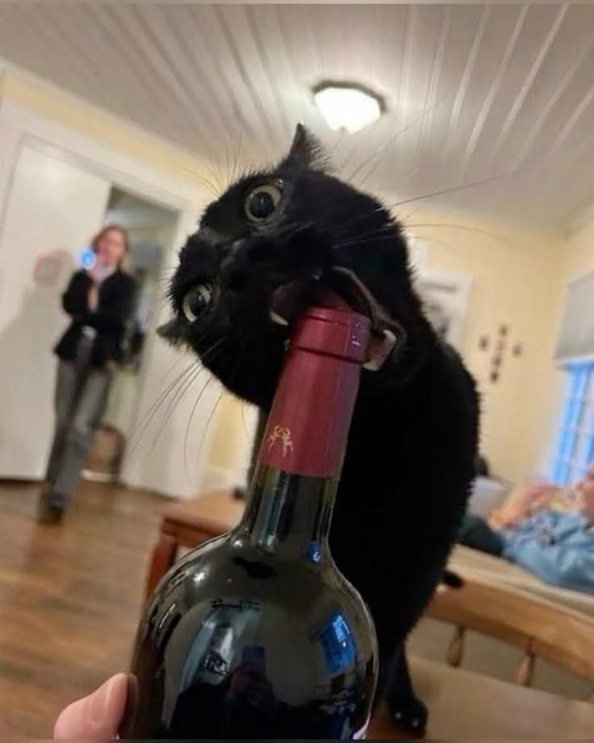 Black cat peering over a wine bottle with wide, startled eyes