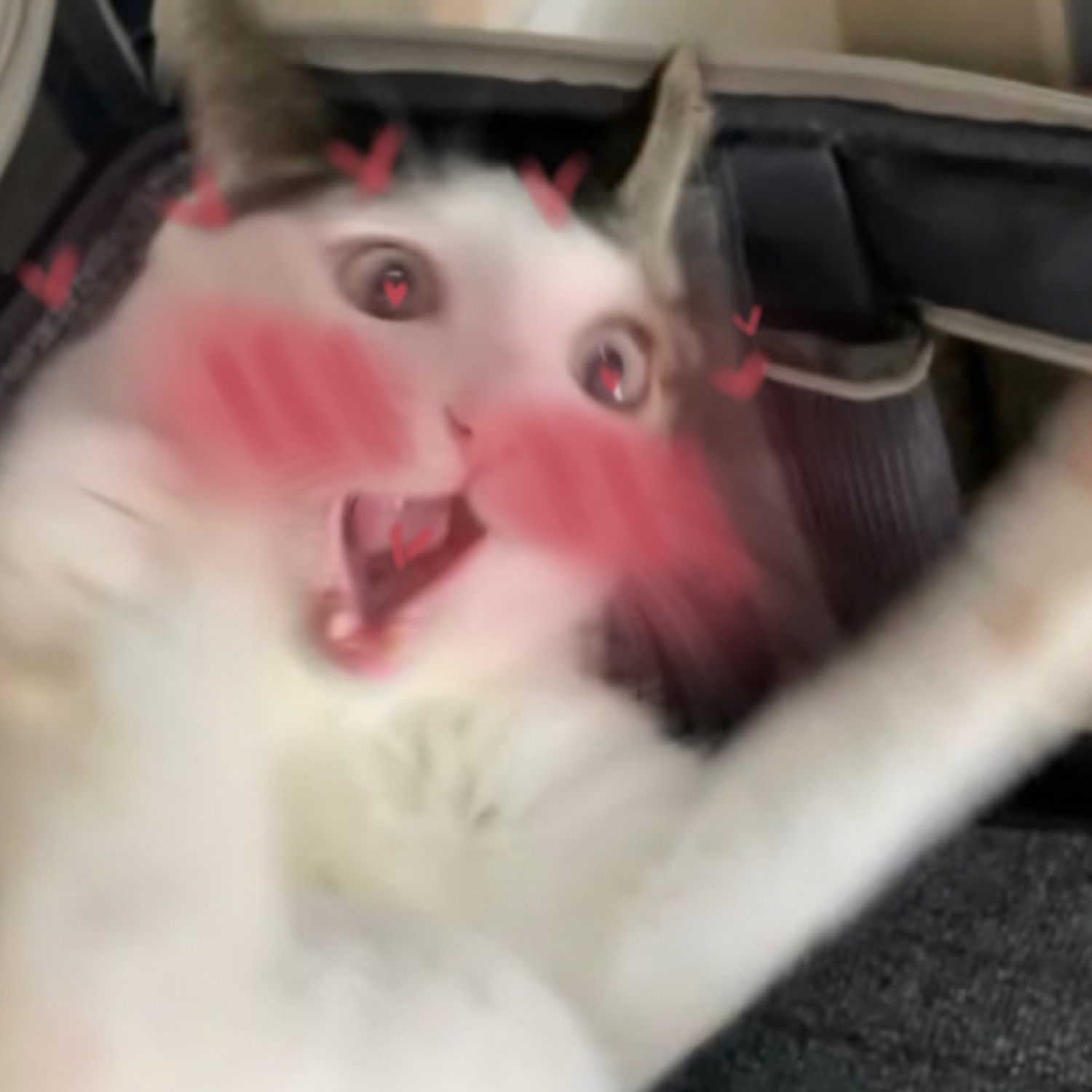 Blurry kitten with wide eyes, open mouth and heart-doodled blush cheeks