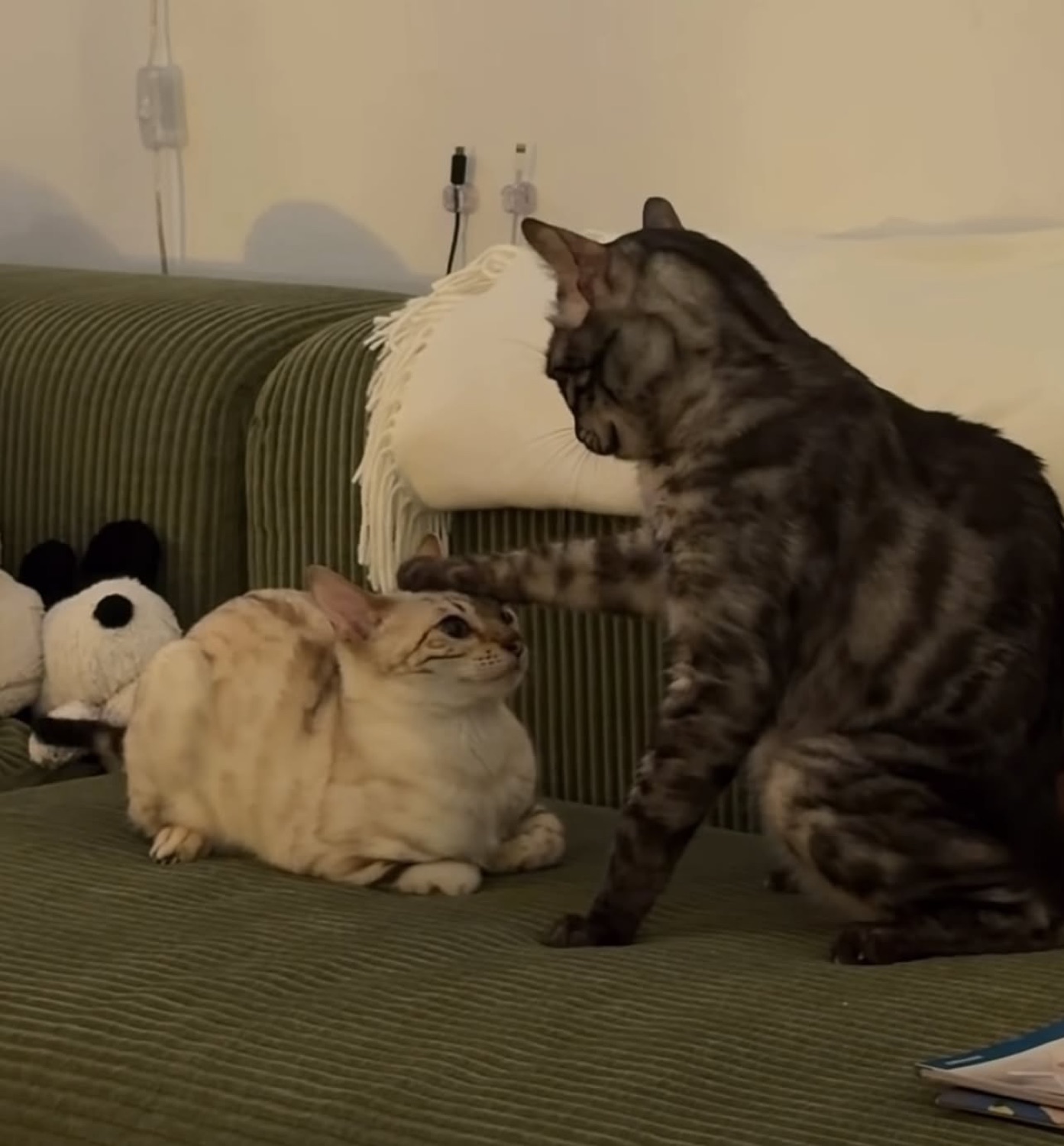 Large tabby cat placing its paw firmly on a smaller cat's head in a dominance move