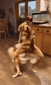 Golden dog standing on its hind legs dancing in a kitchen