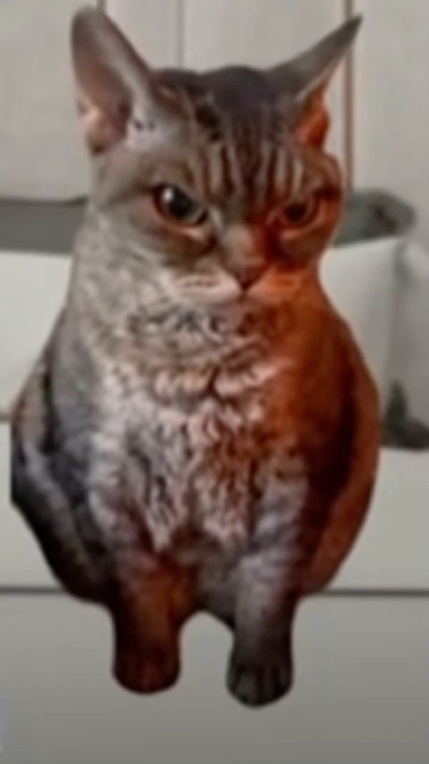 Chunky brown tabby sitting upright with a flat, deeply unimpressed glare