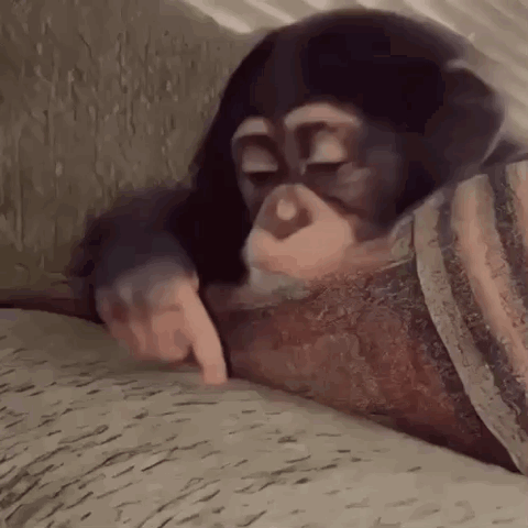 Chimpanzee lying on a couch lazily tapping its finger